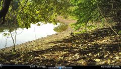 Rupornis magnirostris