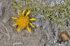 Brachyclados caespitosus