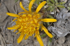 Brachyclados caespitosus