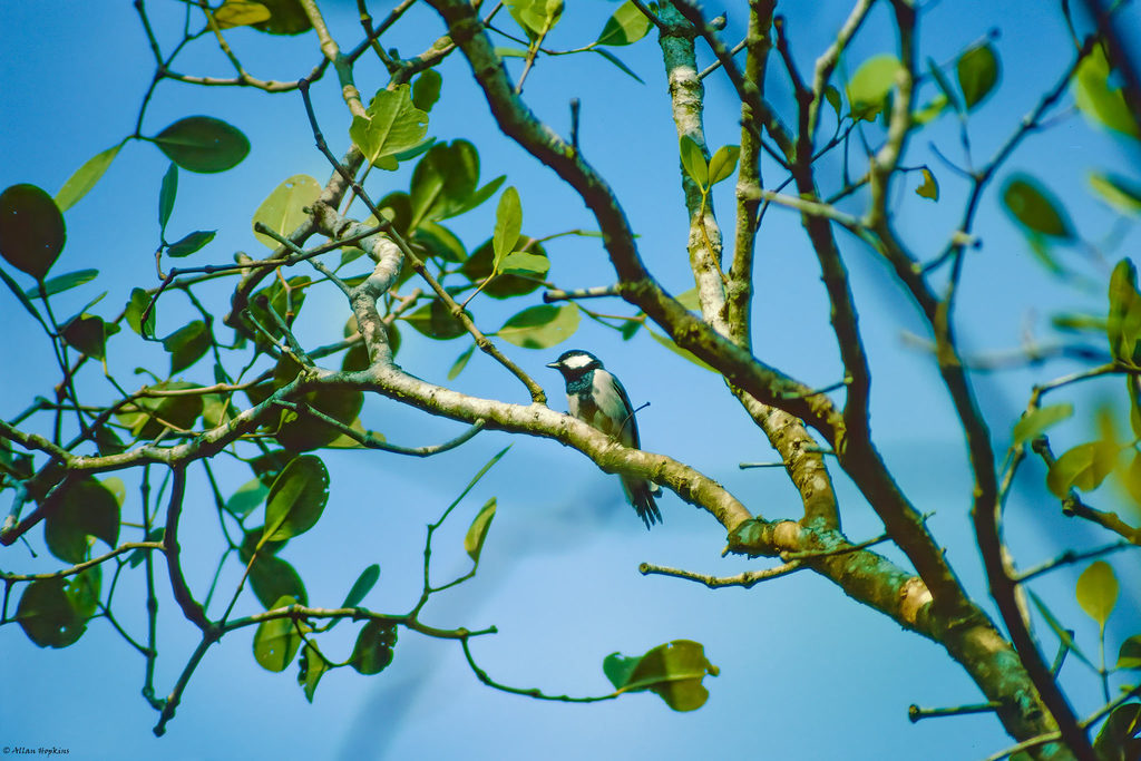 Cinereous Tit (Parus cinereus) · iNaturalist