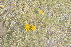 Brachyclados caespitosus