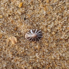 Siphonaria javanica