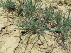 Petrosimonia brachiata