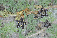 Jaborosa magellanica