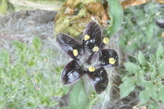 Jaborosa magellanica