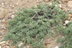 Jaborosa magellanica