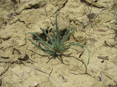 Petrosimonia brachiata