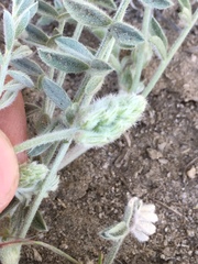 Astragalus andersonii