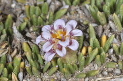 Burkartia lanigera