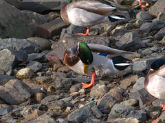 Anas platyrhynchos