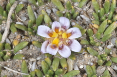 Burkartia lanigera