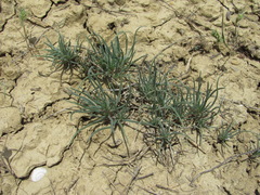 Petrosimonia brachiata