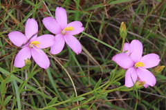 Chironia decumbens