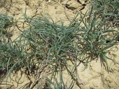 Petrosimonia brachiata