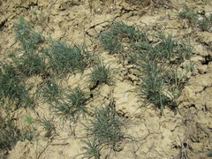 Petrosimonia brachiata