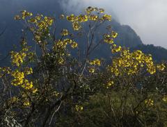Handroanthus lapacho
