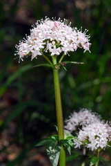 Valeriana arizonica