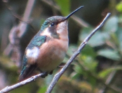 Microstilbon burmeisteri