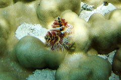 Spirobranchus corniculatus