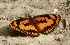Byblia anvatara