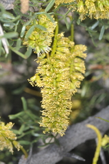 Prosopis denudans
