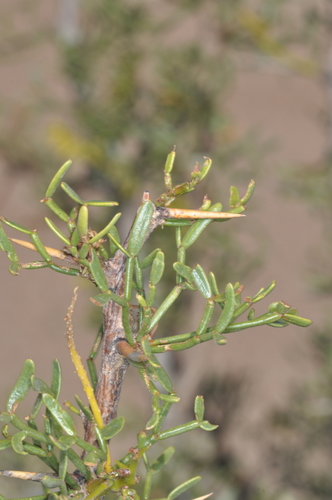 Image of Neltuma denudans by (c) aacocucci, some rights reserved (CC BY)