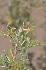 Prosopis denudans