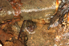 Desmognathus amphileucus