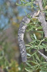 Prosopis denudans