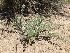 Astragalus andersonii
