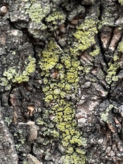 Candelaria concolor