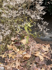 Eupatorium serotinum