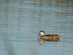 Anas bahamensis
