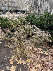 Eupatorium serotinum