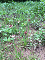 Allium canadense canadense