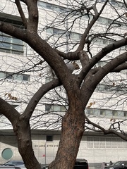Sciurus carolinensis