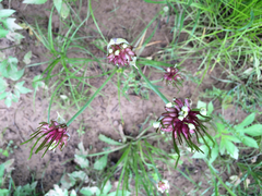 Allium canadense canadense