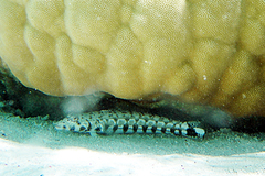 Parapercis millepunctata