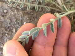Astragalus andersonii