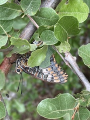 Charaxes saturnus