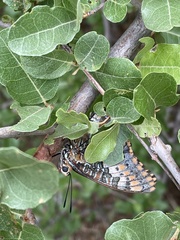 Charaxes saturnus