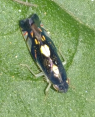Diedrocephala variegata