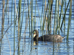 Fulica armillata