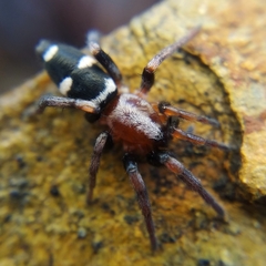 Poecilochroa