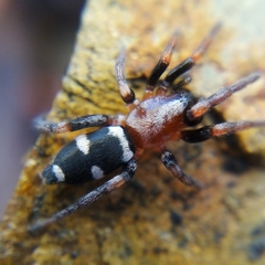 Poecilochroa