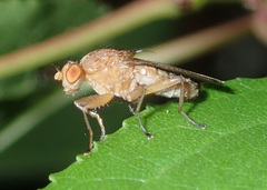 Suillia quinquepunctata