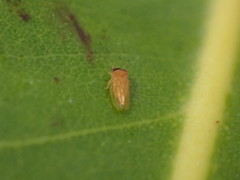 Ctenarytaina longicauda