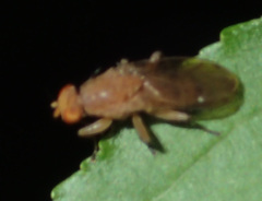 Suillia quinquepunctata