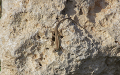 Ophisops elegans schlueteri