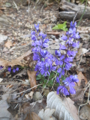 Polygala amara amara